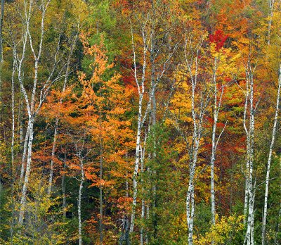 Adirondacks Birch & Maple Cross Section
