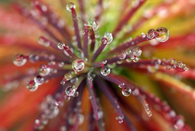 Colorful Plant & Dew Drops