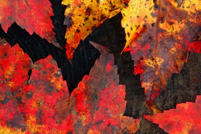 Adirondacks - Leaves On Stump