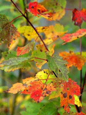 Adirondacks - Maple Leaf Details