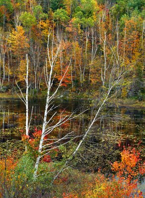 Adirondacks - Pond Birch & Maples