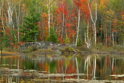 Adirondacks - Swampy Pond