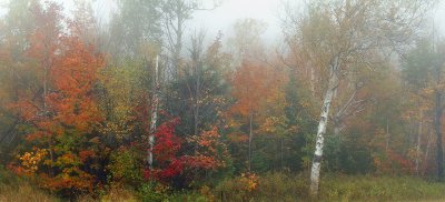 Whiteface Mountain - Foggy Trees Panoramic