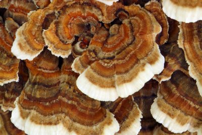 Tree Fungus Closeup