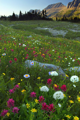 Logan Pass & Wildflowers