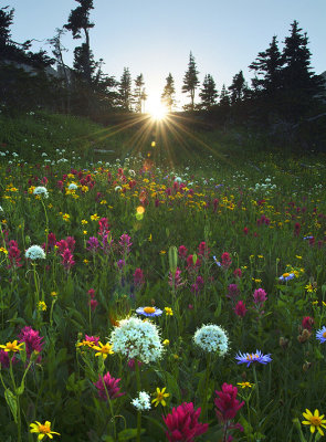 Logan Pass Wildflowers & Sunflare