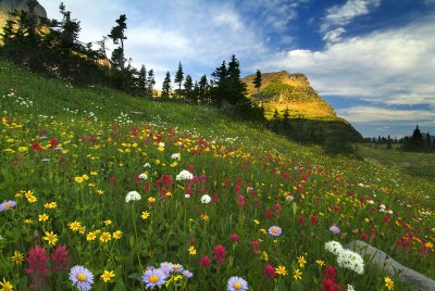 Logan Pass Wildflowers