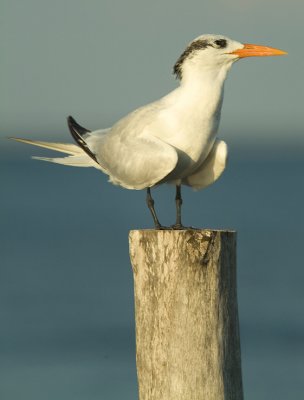Sea Bird on Pole