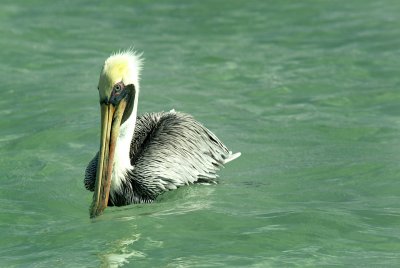 Floating Pelican