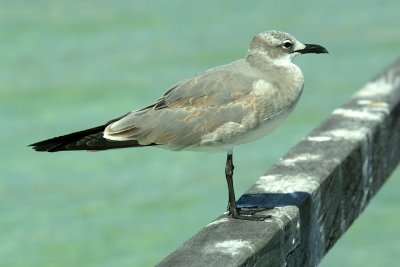 Sea Bird on Railing