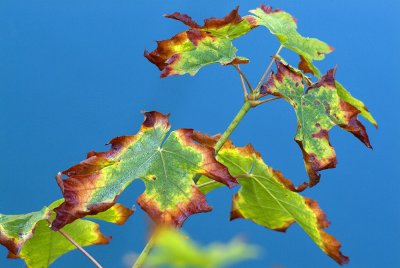 Olympic NP - Indian Creek Leaf Closeup