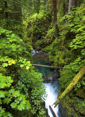 Olympic NP - Sol Duc Gorge