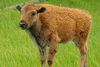 Grand Teton NP - Buffalo Calf