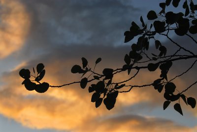 Grand Teton NP - Leaf Against Sky