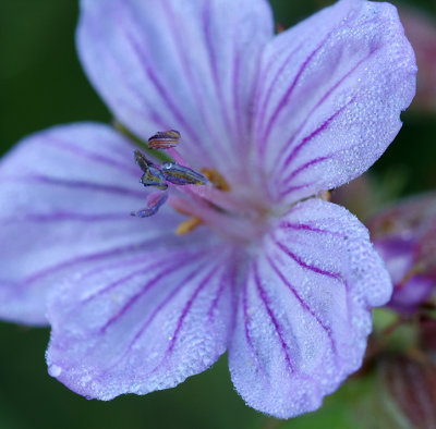 Grand Teton NP - Purple Flower & Dew