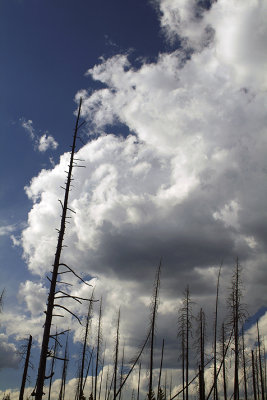 Yellowstone NP - Charred Tree Skeletons