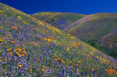 Gorman Hills - Mixed Wildflowers