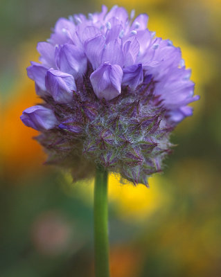 Gorman Hills - Hairy Lavender Flower Closeup
