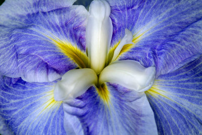 Japanese Gardens - Iris Closeup