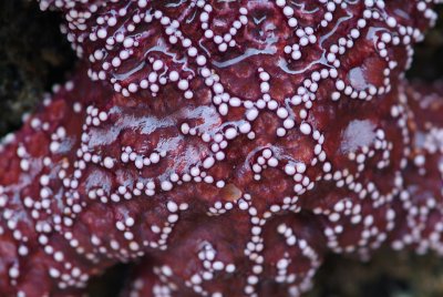 Starfish Shell Detail