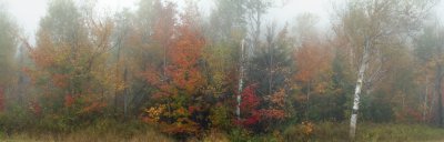 Adirondacks - Foggy Whiteface Mountain (20x63)