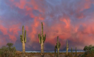 Sonoran Desert Hail Storm Sunset (23x38)