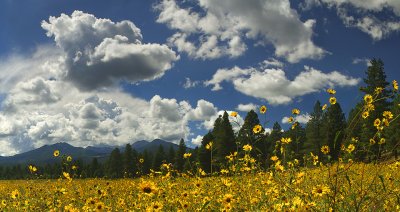 Flagstaff - Bonito Park Sunflowers (23x43)