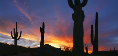 Sunset Saguaros (21x44)