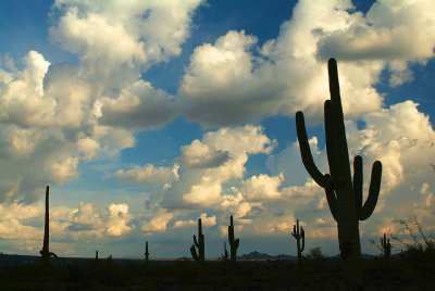 Apache Junction Clouds  Cactus