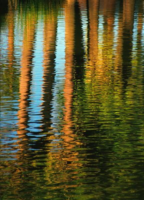 Palm Tree Reflection