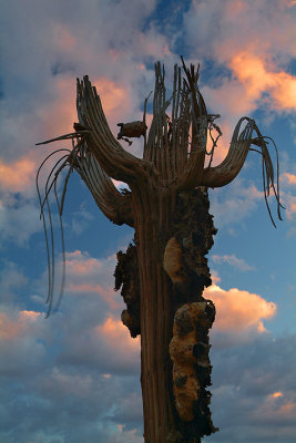 Saguaro Skeleton Sunset