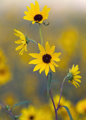 Williams - Wild Sunflowers
