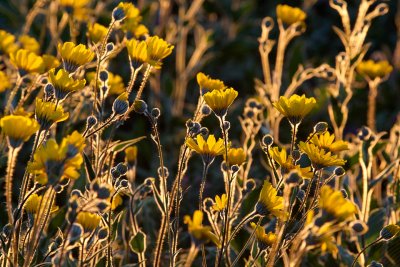 Anza Borrego SP - Backlit Desert Sunflowers