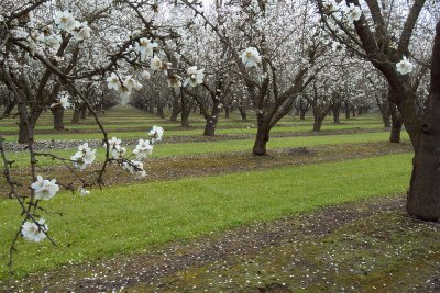 Groveland Almond Orchard
