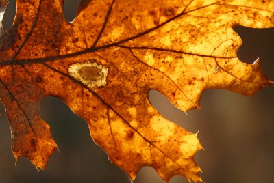 Backlit Leaf