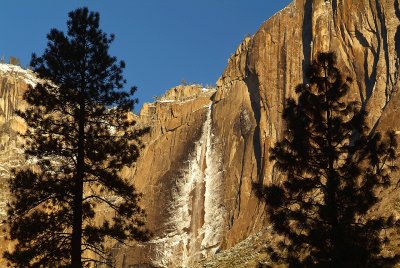 Pine Silhouettes Frame Icey Yosemite Falls