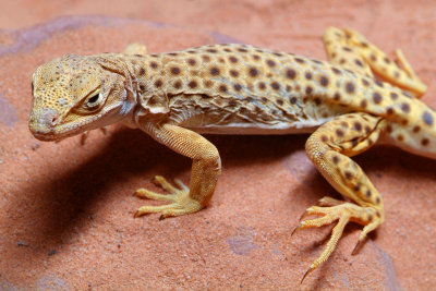 Page - Lower Antelope Slot Canyon Lizard