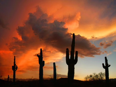 Saguaro Monsoon Sunset