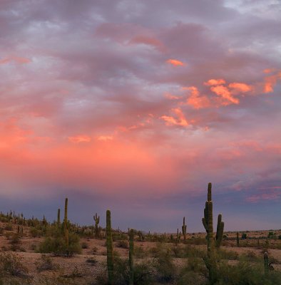 Saguaro Sunset