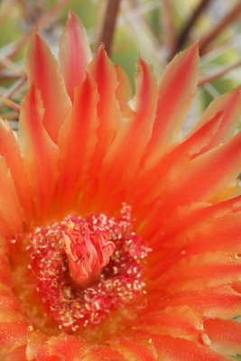 Barrel Cactus Closeup
