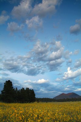 Flagstaff - Bonito Park Sunflowers & Monsoon Clouds