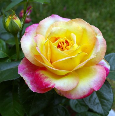 A BEAUTY OF A ROSE FROM MY GARDEN