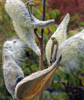 MILK WEEDS