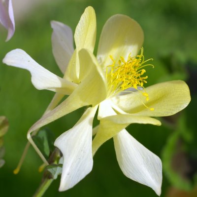 MY GARDEN FLOWERS