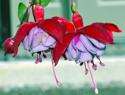 MY GARDEN FUSCIA BELLS