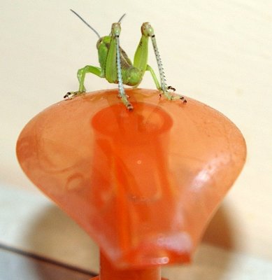 Grasshopper on my Kitchen Dispenser