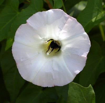 FLOWER WITH BEE