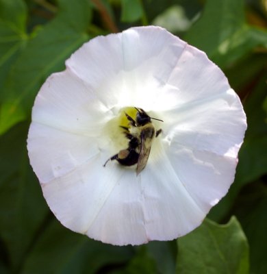 FLOWER WITH BEE