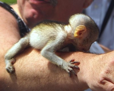 THE BABY GREEN MONKEY CLUTCHED ON TO MY HUSBANDS ARM FIRST.