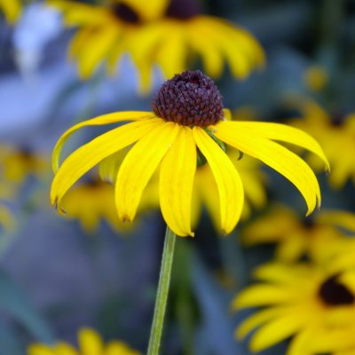 FLOWERS IN SEPTEMBER